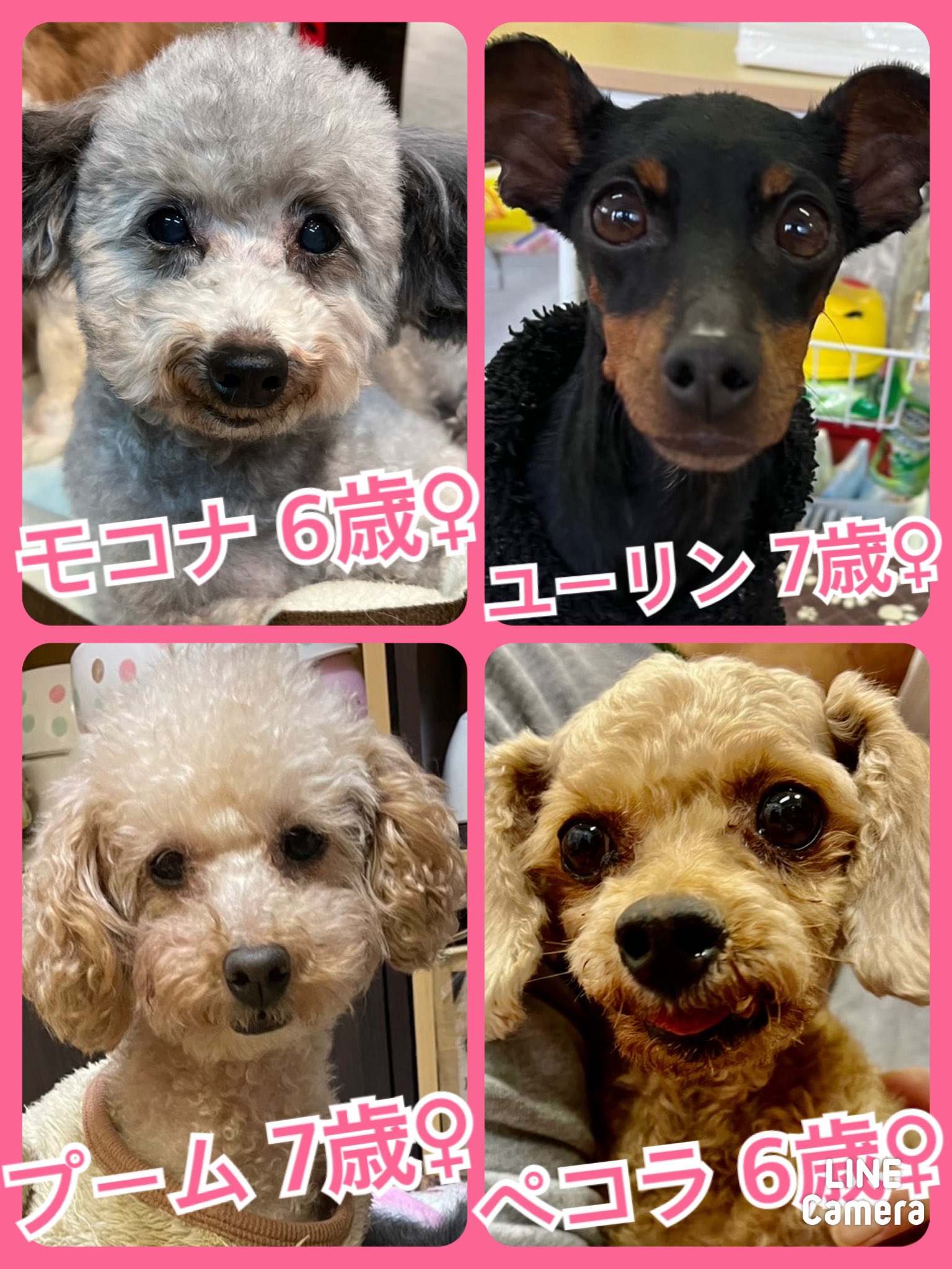 🐾今日の里親様募集中ワンコ🐶メンバーです🐾2023,3,6【保護犬カフェ天神橋店】